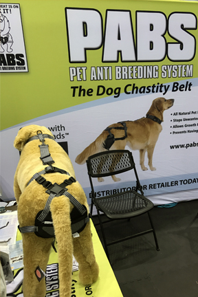 Dog- Chastity Belt