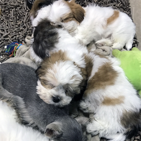 Pile of Puppies